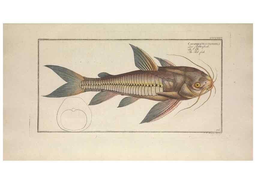 Reproducción/Reproduction 49774028998: Ichtyologie, ou, Histoire naturelle, générale et particulière des poissons :. A Berlin :Chez l'auteur, & chez François de la Garde libraire,1785-1797.. 