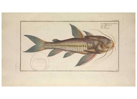 Reproducción/Reproduction 49774028998: Ichtyologie, ou, Histoire naturelle, générale et particulière des poissons :. A Berlin :Chez l'auteur, & chez François de la Garde libraire,1785-1797.. 