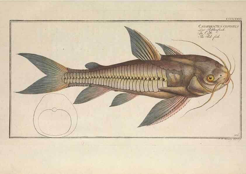 Reproducción/Reproduction 49774028998: Ichtyologie, ou, Histoire naturelle, générale et particulière des poissons :. A Berlin :Chez l'auteur, & chez François de la Garde libraire,1785-1797.. 