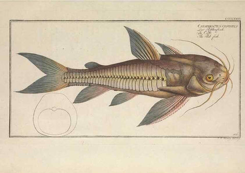 Reproducción/Reproduction 49774028998: Ichtyologie, ou, Histoire naturelle, générale et particulière des poissons :. A Berlin :Chez l'auteur, & chez François de la Garde libraire,1785-1797.. 