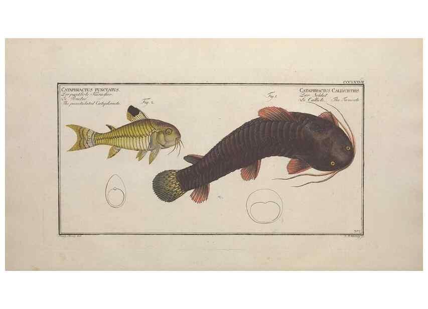 Reproducción/Reproduction 49774559281: Ichtyologie, ou, Histoire naturelle, générale et particulière des poissons :. A Berlin :Chez l'auteur, & chez François de la Garde libraire,1785-1797.. 