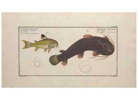 Reproducción/Reproduction 49774559281: Ichtyologie, ou, Histoire naturelle, générale et particulière des poissons :. A Berlin :Chez l'auteur, & chez François de la Garde libraire,1785-1797.. 