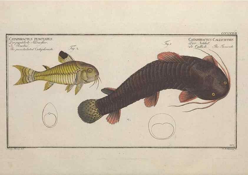 Reproducción/Reproduction 49774559281: Ichtyologie, ou, Histoire naturelle, générale et particulière des poissons :. A Berlin :Chez l'auteur, & chez François de la Garde libraire,1785-1797.. 