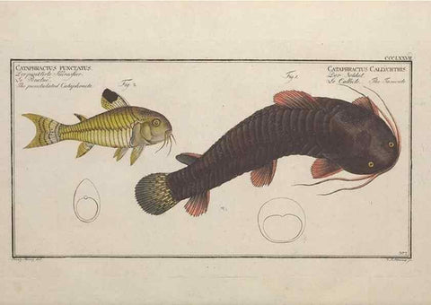 Reproducción/Reproduction 49774559281: Ichtyologie, ou, Histoire naturelle, générale et particulière des poissons :. A Berlin :Chez l'auteur, & chez François de la Garde libraire,1785-1797.. 