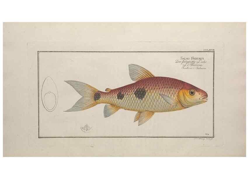 Reproducción/Reproduction 49774559716: Ichtyologie, ou, Histoire naturelle, générale et particulière des poissons :. A Berlin :Chez l'auteur, & chez François de la Garde libraire,1785-1797.. 