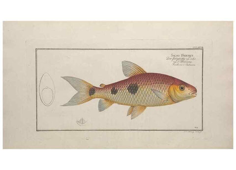 Reproducción/Reproduction 49774559716: Ichtyologie, ou, Histoire naturelle, générale et particulière des poissons :. A Berlin :Chez l'auteur, & chez François de la Garde libraire,1785-1797.. 