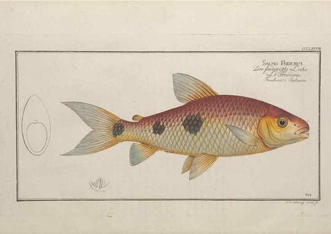 Reproducción/Reproduction 49774559716: Ichtyologie, ou, Histoire naturelle, générale et particulière des poissons :. A Berlin :Chez l'auteur, & chez François de la Garde libraire,1785-1797.. 