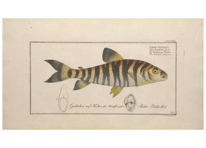 Reproducción/Reproduction 49774560251: Ichtyologie, ou, Histoire naturelle, générale et particulière des poissons :. A Berlin :Chez l'auteur, & chez François de la Garde libraire,1785-1797.. 