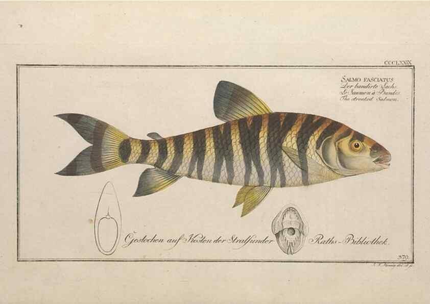 Reproducción/Reproduction 49774560251: Ichtyologie, ou, Histoire naturelle, générale et particulière des poissons :. A Berlin :Chez l'auteur, & chez François de la Garde libraire,1785-1797.. 