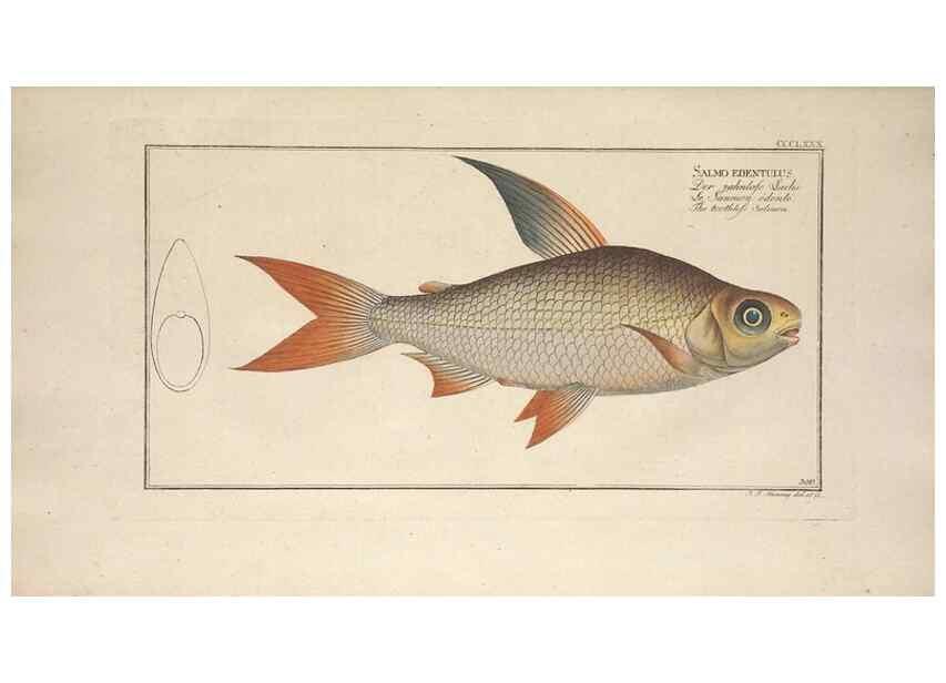 Reproducción/Reproduction 49774560861: Ichtyologie, ou, Histoire naturelle, générale et particulière des poissons :. A Berlin :Chez l'auteur, & chez François de la Garde libraire,1785-1797.. 