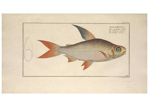 Reproducción/Reproduction 49774560861: Ichtyologie, ou, Histoire naturelle, générale et particulière des poissons :. A Berlin :Chez l'auteur, & chez François de la Garde libraire,1785-1797.. 