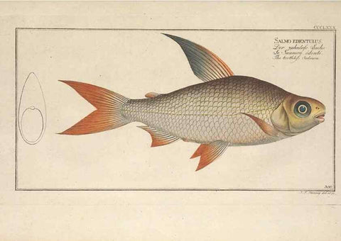 Reproducción/Reproduction 49774560861: Ichtyologie, ou, Histoire naturelle, générale et particulière des poissons :. A Berlin :Chez l'auteur, & chez François de la Garde libraire,1785-1797.. 