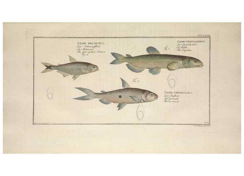 Reproducción/Reproduction 49774561446: Ichtyologie, ou, Histoire naturelle, générale et particulière des poissons :. A Berlin :Chez l'auteur, & chez François de la Garde libraire,1785-1797.. 