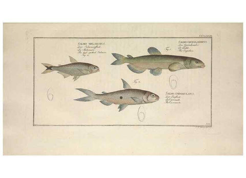 Reproducción/Reproduction 49774561446: Ichtyologie, ou, Histoire naturelle, générale et particulière des poissons :. A Berlin :Chez l'auteur, & chez François de la Garde libraire,1785-1797.. 