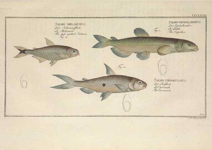 Reproducción/Reproduction 49774561446: Ichtyologie, ou, Histoire naturelle, générale et particulière des poissons :. A Berlin :Chez l'auteur, & chez François de la Garde libraire,1785-1797.. 