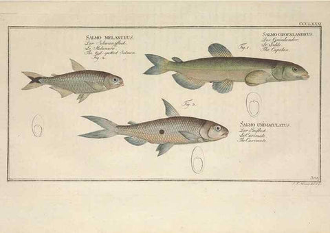 Reproducción/Reproduction 49774561446: Ichtyologie, ou, Histoire naturelle, générale et particulière des poissons :. A Berlin :Chez l'auteur, & chez François de la Garde libraire,1785-1797.. 