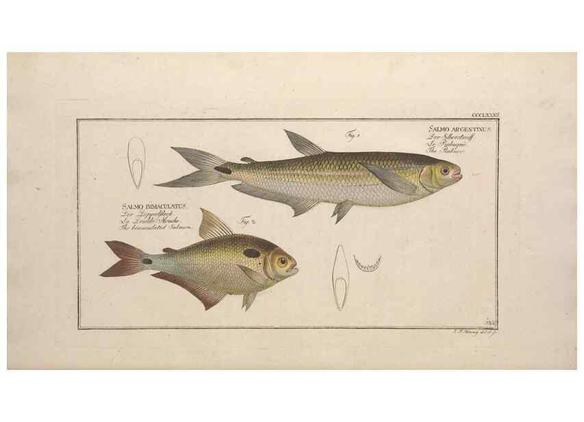Reproducción/Reproduction 49774562086: Ichtyologie, ou, Histoire naturelle, générale et particulière des poissons :. A Berlin :Chez l'auteur, & chez François de la Garde libraire,1785-1797.. 