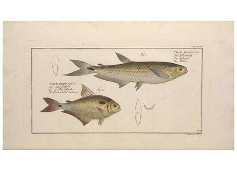 Reproducción/Reproduction 49774562086: Ichtyologie, ou, Histoire naturelle, générale et particulière des poissons :. A Berlin :Chez l'auteur, & chez François de la Garde libraire,1785-1797.. 