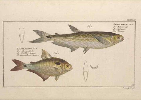 Reproducción/Reproduction 49774562086: Ichtyologie, ou, Histoire naturelle, générale et particulière des poissons :. A Berlin :Chez l'auteur, & chez François de la Garde libraire,1785-1797.. 