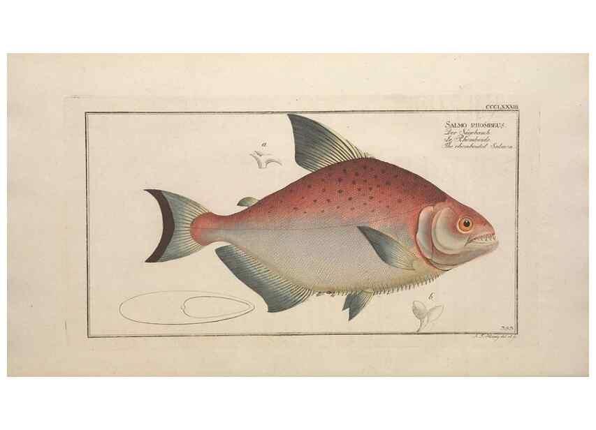 Reproducción/Reproduction 49774032843: Ichtyologie, ou, Histoire naturelle, générale et particulière des poissons :. A Berlin :Chez l'auteur, & chez François de la Garde libraire,1785-1797.. 