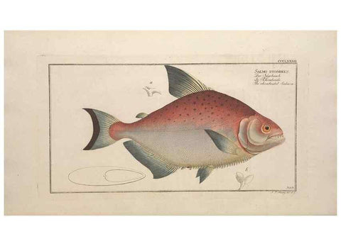 Reproducción/Reproduction 49774032843: Ichtyologie, ou, Histoire naturelle, générale et particulière des poissons :. A Berlin :Chez l'auteur, & chez François de la Garde libraire,1785-1797.. 