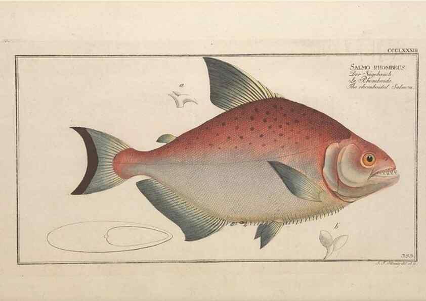 Reproducción/Reproduction 49774032843: Ichtyologie, ou, Histoire naturelle, générale et particulière des poissons :. A Berlin :Chez l'auteur, & chez François de la Garde libraire,1785-1797.. 