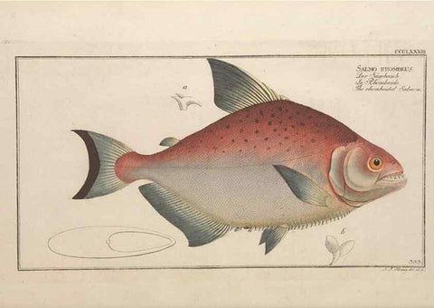 Reproducción/Reproduction 49774032843: Ichtyologie, ou, Histoire naturelle, générale et particulière des poissons :. A Berlin :Chez l'auteur, & chez François de la Garde libraire,1785-1797.. 