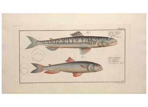 Reproducción/Reproduction 49774033398: Ichtyologie, ou, Histoire naturelle, générale et particulière des poissons :. A Berlin :Chez l'auteur, & chez François de la Garde libraire,1785-1797.. 