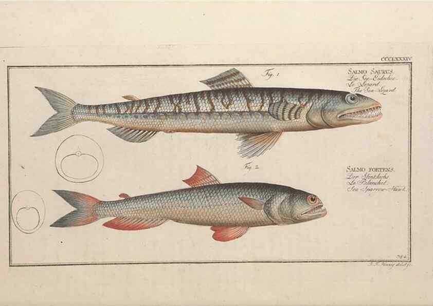 Reproducción/Reproduction 49774033398: Ichtyologie, ou, Histoire naturelle, générale et particulière des poissons :. A Berlin :Chez l'auteur, & chez François de la Garde libraire,1785-1797.. 