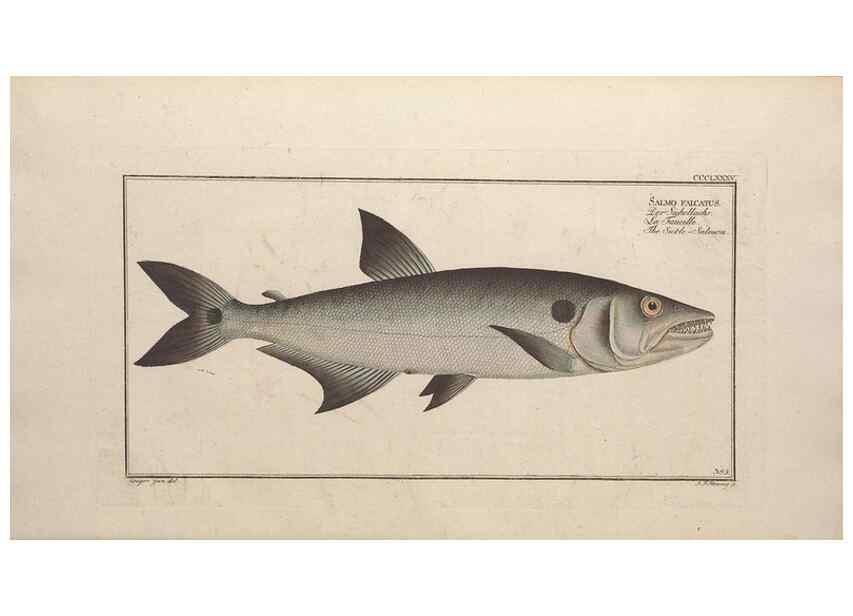 Reproducción/Reproduction 49774033838: Ichtyologie, ou, Histoire naturelle, générale et particulière des poissons :. A Berlin :Chez l'auteur, & chez François de la Garde libraire,1785-1797.. 