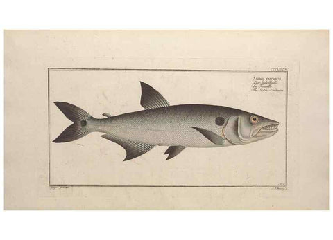 Reproducción/Reproduction 49774033838: Ichtyologie, ou, Histoire naturelle, générale et particulière des poissons :. A Berlin :Chez l'auteur, & chez François de la Garde libraire,1785-1797.. 