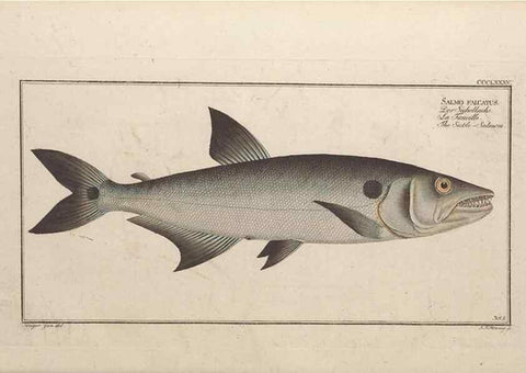Reproducción/Reproduction 49774033838: Ichtyologie, ou, Histoire naturelle, générale et particulière des poissons :. A Berlin :Chez l'auteur, & chez François de la Garde libraire,1785-1797.. 