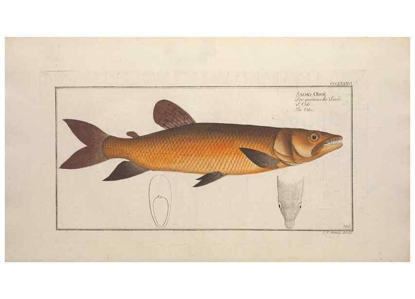 Reproducción/Reproduction 49774034198: Ichtyologie, ou, Histoire naturelle, générale et particulière des poissons :. A Berlin :Chez l'auteur, & chez François de la Garde libraire,1785-1797.. 