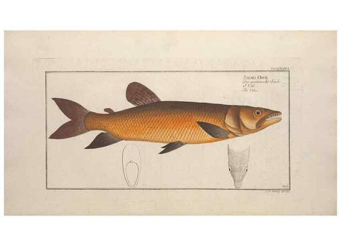 Reproducción/Reproduction 49774034198: Ichtyologie, ou, Histoire naturelle, générale et particulière des poissons :. A Berlin :Chez l'auteur, & chez François de la Garde libraire,1785-1797.. 
