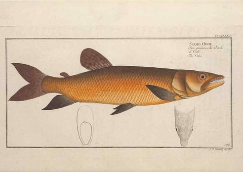 Reproducción/Reproduction 49774034198: Ichtyologie, ou, Histoire naturelle, générale et particulière des poissons :. A Berlin :Chez l'auteur, & chez François de la Garde libraire,1785-1797.. 