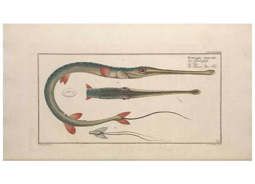 Reproducción/Reproduction 49774895387: Ichtyologie, ou, Histoire naturelle, générale et particulière des poissons :. A Berlin :Chez l'auteur, & chez François de la Garde libraire,1785-1797.. 