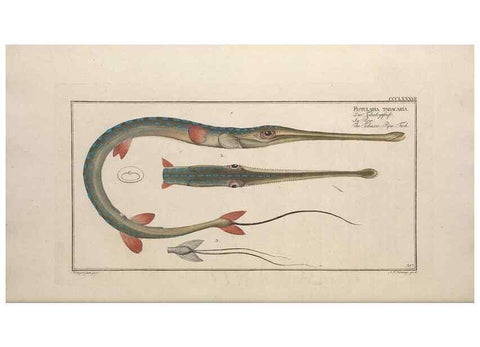 Reproducción/Reproduction 49774895387: Ichtyologie, ou, Histoire naturelle, générale et particulière des poissons :. A Berlin :Chez l'auteur, & chez François de la Garde libraire,1785-1797.. 
