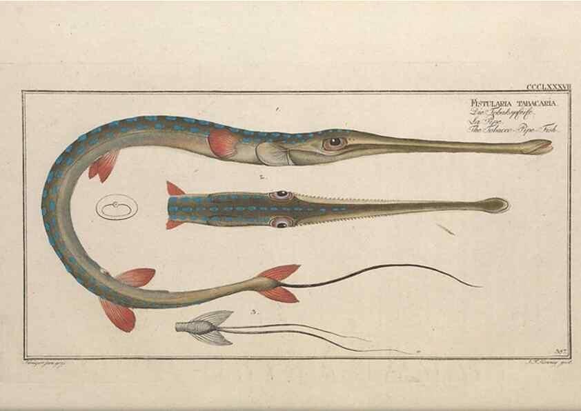 Reproducción/Reproduction 49774895387: Ichtyologie, ou, Histoire naturelle, générale et particulière des poissons :. A Berlin :Chez l'auteur, & chez François de la Garde libraire,1785-1797.. 