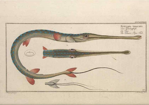 Reproducción/Reproduction 49774895387: Ichtyologie, ou, Histoire naturelle, générale et particulière des poissons :. A Berlin :Chez l'auteur, & chez François de la Garde libraire,1785-1797.. 