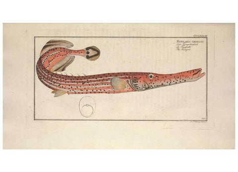 Reproducción/Reproduction 49774564816: Ichtyologie, ou, Histoire naturelle, générale et particulière des poissons :. A Berlin :Chez l'auteur, & chez François de la Garde libraire,1785-1797.. 