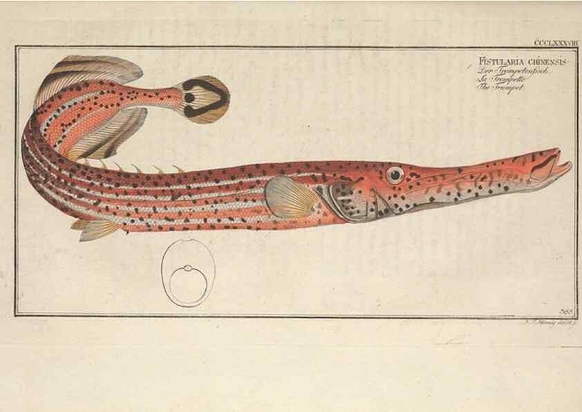 Reproducción/Reproduction 49774564816: Ichtyologie, ou, Histoire naturelle, générale et particulière des poissons :. A Berlin :Chez l'auteur, & chez François de la Garde libraire,1785-1797.. 
