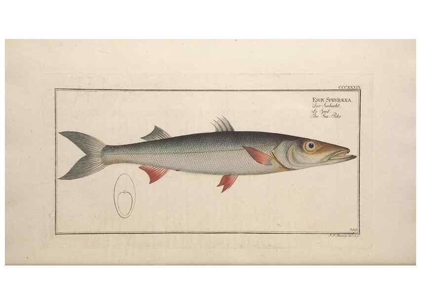 Reproducción/Reproduction 49774565681: Ichtyologie, ou, Histoire naturelle, générale et particulière des poissons :. A Berlin :Chez l'auteur, & chez François de la Garde libraire,1785-1797.. 