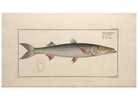 Reproducción/Reproduction 49774565681: Ichtyologie, ou, Histoire naturelle, générale et particulière des poissons :. A Berlin :Chez l'auteur, & chez François de la Garde libraire,1785-1797.. 