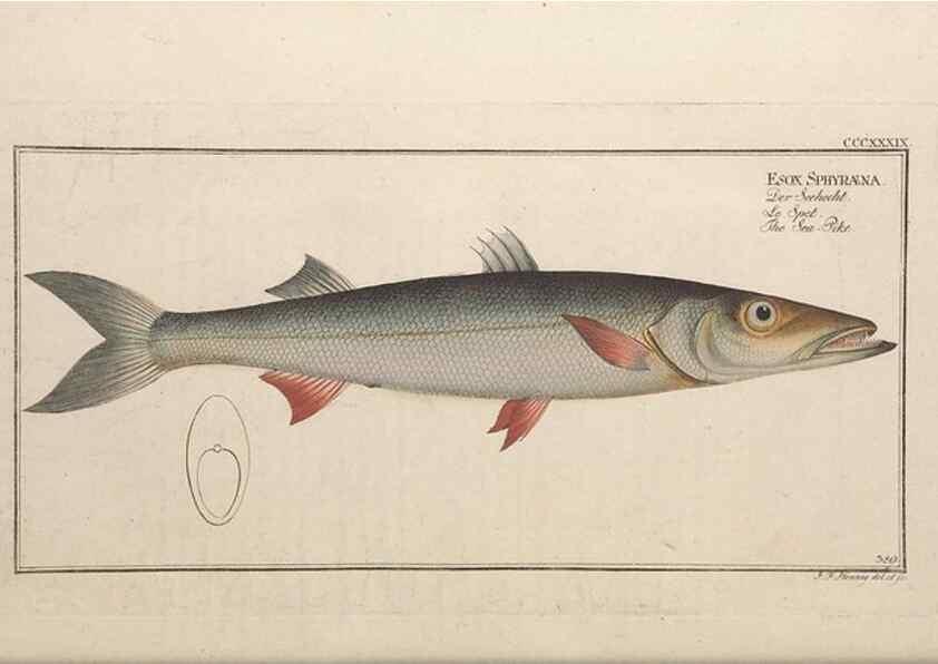 Reproducción/Reproduction 49774565681: Ichtyologie, ou, Histoire naturelle, générale et particulière des poissons :. A Berlin :Chez l'auteur, & chez François de la Garde libraire,1785-1797.. 
