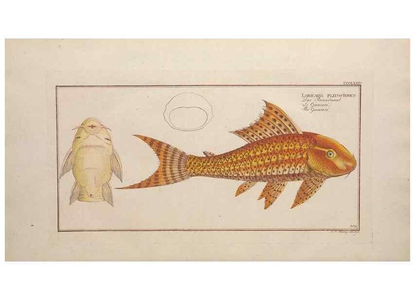 Reproducción/Reproduction 49774889057: Ichtyologie, ou, Histoire naturelle, générale et particulière des poissons :. A Berlin :Chez l'auteur, & chez François de la Garde libraire,1785-1797.. 