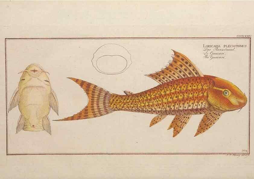 Reproducción/Reproduction 49774889057: Ichtyologie, ou, Histoire naturelle, générale et particulière des poissons :. A Berlin :Chez l'auteur, & chez François de la Garde libraire,1785-1797.. 