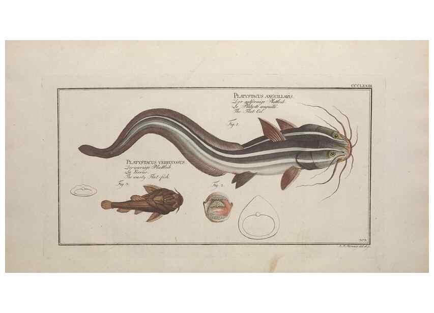 Reproducción/Reproduction 49774888502: Ichtyologie, ou, Histoire naturelle, générale et particulière des poissons :. A Berlin :Chez l'auteur, & chez François de la Garde libraire,1785-1797.. 