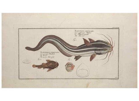 Reproducción/Reproduction 49774888502: Ichtyologie, ou, Histoire naturelle, générale et particulière des poissons :. A Berlin :Chez l'auteur, & chez François de la Garde libraire,1785-1797.. 