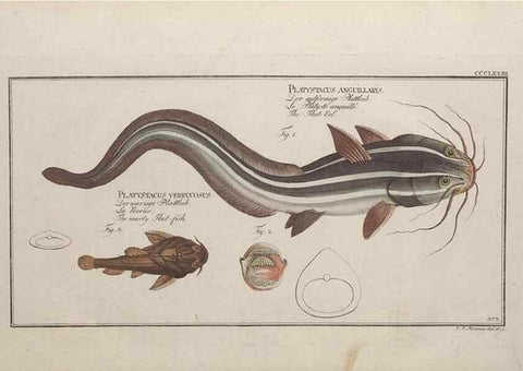 Reproducción/Reproduction 49774888502: Ichtyologie, ou, Histoire naturelle, générale et particulière des poissons :. A Berlin :Chez l'auteur, & chez François de la Garde libraire,1785-1797.. 