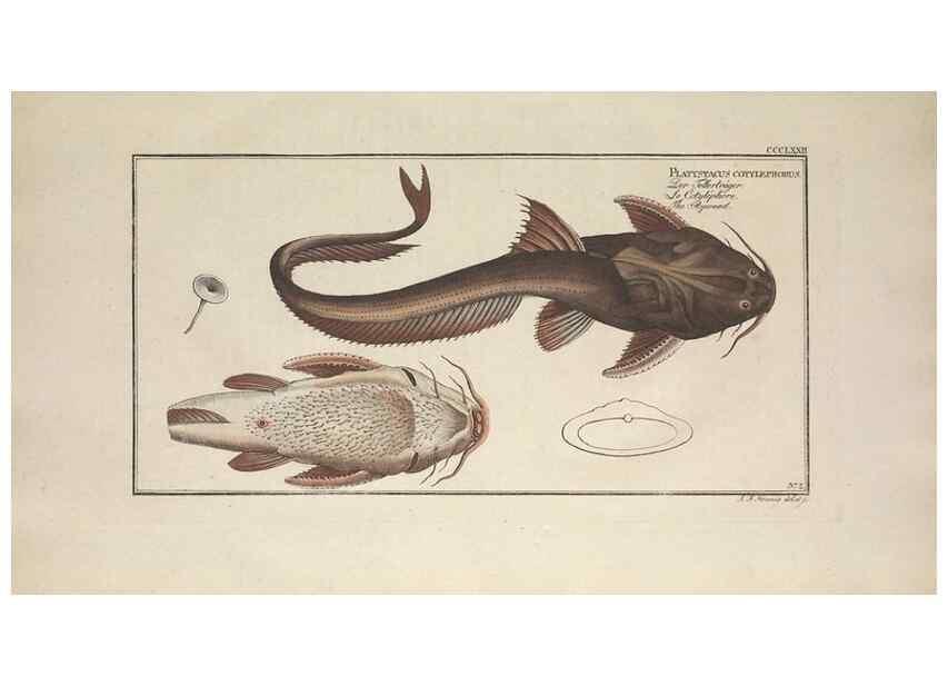 Reproducción/Reproduction 49774888027: Ichtyologie, ou, Histoire naturelle, générale et particulière des poissons :. A Berlin :Chez l'auteur, & chez François de la Garde libraire,1785-1797.. 